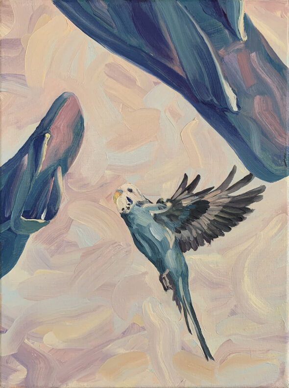 A budgie flying between two blue thongs in the air