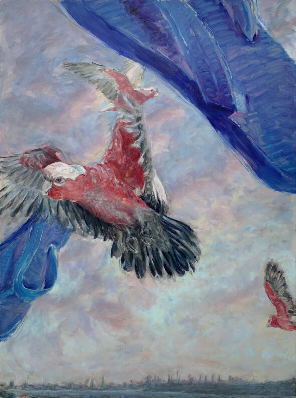 Oil painting of three galahs flying over Sydney harbour with blue thongs being thrown at them